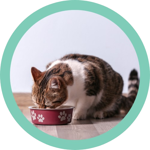gato comiendo