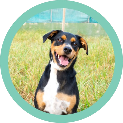 cosmetica animal perro